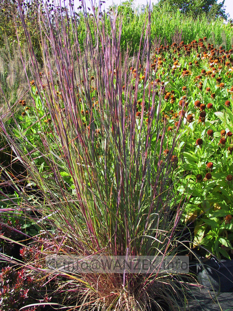 Schizachyrium scoparium Prairie Blues 02.JPG